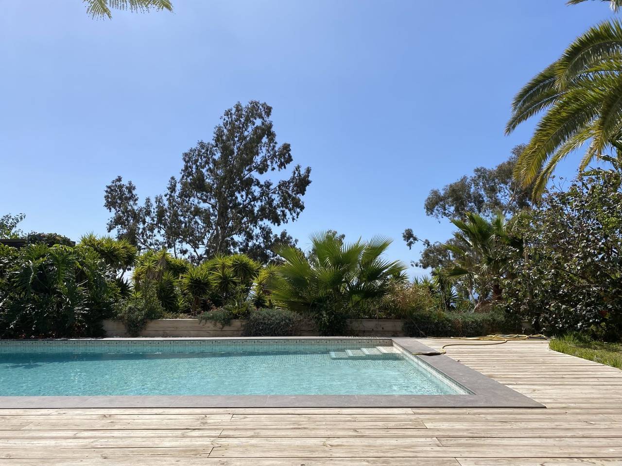 Backyard pool with a stone deck and palm trees